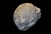 Egg fossil from Hadrosaurus, hadrosaurid ornithopod dinosaur that lived in North America during the Late Cretaceous period.