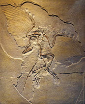 Urvogel, Berlin Archaeopteryx specimen (Archaeopteryx siemensii), replica of transitional fossil of bird-like dinosaur, Late Jurassic period. May, 2023.