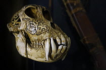 Old antique engraved Sun bear (Helarctos malayanus) tribal trophy skull carved with incised designs, Dayak / Dajak art, native to Borneo.