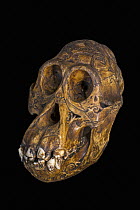Old antique engraved Bornean orangutan (Pongo pygmaeus) tribal trophy skull carved with incised designs, Dayak / Dajak art, native to Borneo. May, 2023.