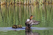 Common pochard (Aythya ferina) female with chicks flapping wings in pond, La Brenne, Indre, France. May.