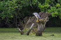 Black-crowned night heron (Nycticorax nycticorax) perched on tree trunk in pond, La Brenne, Indre, France. May.