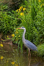 Grey heron (Ardea cinerea) standing in shallow water along lake bank with yellow Irises flowering in spring, La Brenne, Indre, France. May.