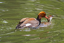 Red-crested pochards (Netta rufina) pair mating in pond, La Brenne, Indre, France. May.