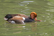 Red-crested pochards (Netta rufina) pair mating in pond, La Brenne, Indre, France. May.