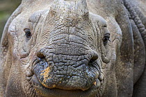 Indian rhinoceros (Rhinoceros unicornis) close-up portrait. Captive, occurs in India, Nepal, Pakistan, Bangladesh and Bhutan.