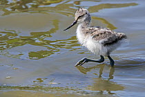 Pied avocet (Recurvirostra avosetta) chick foraging in shallow water of pond in spring, Flanders, Belgium. May.
