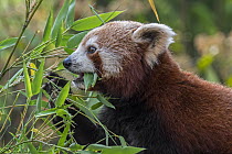 Red panda (Ailurus fulgens) eating bamboo. Captive, occurs in eastern Himalayas and southwestern China. Endangered.
