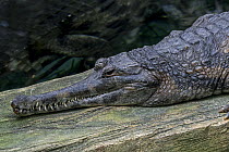 False gharial (Tomistoma schlegelii) resting, portrait. Captive, occurs in Peninsular Malaysia, Borneo, Sumatra and Java.