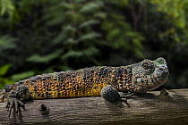Chinese crocodile lizard (Shinisaurus crocodilurus) resting on a log. Captive, occurs in southeastern China and northeastern Vietnam.