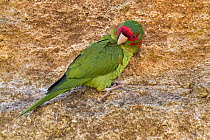 Mitred parakeet (Psittacara mitratus) perched on rock ledge, preening. Captive, occurs in South America.