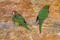 Two Mitred parakeets (Psittacara mitratus) perched on rock ledge. Captive, occurs in South America.