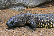 Rio Fuerte beaded lizard (Heloderma horridum exasperatum) portrait. Captive, occurs in Mexico.