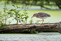 Black-crowned night-heron (Nycticorax nycticorax) juvenile, walking along fallen tree trunk over pond, Flanders, Belgium. August.