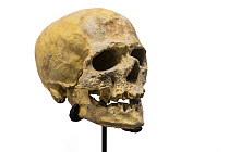 Skull replica of Cro-Magnon, first early modern human to settle in Europe about 45,000 years ago.