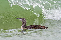 Red-throated loon (Gavia stellata) juvenile, swimming in sea along the North Sea coast, Zeeland, Netherlands. October.