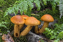 Spectacular rustgill mushrooms (Gymnopilus junonius) growing in forest in autumn, Flanders, Belgium. October.