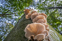 Indian oyster (Pleurotus pulmonarius) fungi on broadleaf tree trunk in forest in autumn, Flanders, Belgium. October.