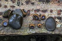 Black bulgar (Bulgaria inquinans) fungi growing on bark of felled tree showing different growth stages in autumn forest, Flanders, Belgium. October.