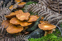 Spectacular rustgill mushrooms (Gymnopilus junonius) growing on forest floor in autumn, Flanders, Belgium. October.