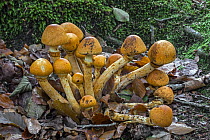 Spectacular rustgill mushrooms (Gymnopilus junonius) early growth stage in autumn forest, Flanders, Belgium. October.
