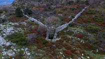 Drone shot of Grey wolf (Canis lupus) trap, called Lobera de Barron, Sierra de Arcamo, Alava, Spain. May. 2023.