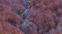 Drone panning shot of deciduous forest containing Beech trees (Fagus). The drone pans down a river running through the valley and forest. Espinosa de los Monteros, Valles Pasiegos, Burgos, Spain. Nove...