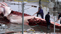 Whalers using scythes to cut away flesh from spinal chord of Whale carcass as other whalers clean platform of whaling station and walk through frame, Whaling station, Hvalfjorour, Iceland.