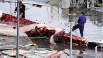 Whalers using scythes to cut away flesh from spinal chord of Whale carcass in Whaling station, Hvalfjorour, Iceland.
