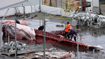 Whalers attaching ropes to internal organs of Whale carcass and pulling them away from spinal chord, on platform in whaling station, Hvalfjorour, Iceland.