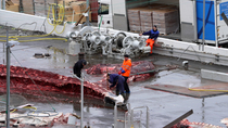 Whalers attaching ropes to internal organs of Whale carcass and pulling them away from spinal chord, on platform in whaling station, Hvalfjorour, Iceland.