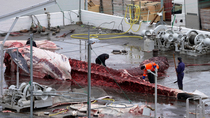 Whalers clean scythes, cut up flesh and attach rope to internal organs of whale carcass before pulling them away from spinal chord in whaling station, Hvalfjorour, Iceland.