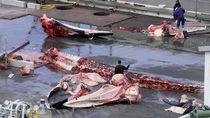Whale spine being pulled along platform at Whaling station as whalerrs stand nearby. Whaler in background is cutting up flesh with scythe, Hvalfjorour, Iceland.