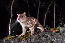 Spotted-tailed quoll (Dasyurus maculatus) at night, portrait, New South Wales, Australia. Camera trap.