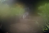 Unexpected condensation on a lens blurs camera tear photo of a European badger (Meles meles) on garden steps at night, Wiltshire, UK, June. Property released.