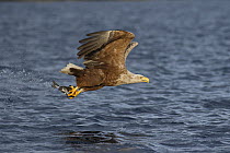 White-tailed eagle (Haliaeetus albicilla) fishing over the ocean,  Norway. July.