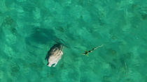 Drone shot of a Dugong (Dugong dugon) feeding and surfacing with a Remora (Echeneidae) swimming close-by, Exmouth Gulf, Western Australia. August.