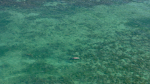 Aerial shot of a Dugong (Dugong dugon) at the surface breathing. Then the animal dives down to feed. Exmouth Gulf, Western Australia. August.