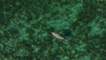 Drone shot of a Dugong (Dugong dugon) feeding and surfacing, Exmouth Gulf, Western Australia. August.