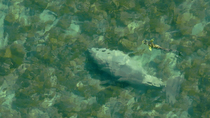 Drone shot of a Dugong (Dugong dugon) feeding with a Remora (Echeneidae) swimming close-by, Exmouth Gulf, Western Australia. August.