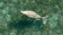 Drone shot of a Dugong (Dugong dugon) surfacing. Then the animal dives down to feed before surfacing again. Exmouth Gulf, Western Australia. August.