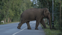 Tracking shot of Asian elephant (Elephas maximus) crossing the road in the early morning. The elephant disappears into the forest, leaving the frame. Western Thailand.
