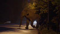Tracking shot of Asian elephant (Elephas maximus) emerging from forest and crossing road at night. Traffic in the background is approaching. Western Thailand.