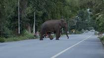 Tracking shot of Asian elephant (Elephas maximus) crossing road, before disappearing into forest. In the background, are cars and people taking photos of the elephant. Western Thailand.