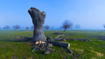 Cut European ash (Fraxinus excelsior) trunk and felled branches on ground, part of pollarding process. Pollarded European ash trees in fog. La Herreria Forest (Forest of the Blacksmith), Natura 2000 s...