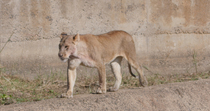 African lion (Panthera leo) female enters frame and walks across a concrete structure. The animal leaves the frame. Kenya.