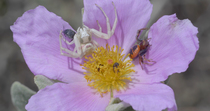 Crab spiders (Thomisus onustus) (Synema globosum) on a Grey-leaved cistus (Cistus albidus) flower with Beetles. A Beetle bothers the Spider (Thomisus onustus) and then the Spider flicks it away with i...
