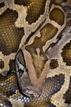 Burmese python (Python molurus bivittatus) coiled up, head portrait. Captive.
