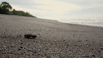 Tracking shot of Olive ridley sea turtle (Lepidochelys olivacea) hatchling moving towards the ocean, Osa Peninsula, Costa Rica. November.