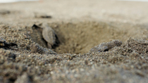 Olive ridley sea turtle (Lepidochelys olivacea) hatchlings climbing out of nest, Osa Peninsula, Costa Rica. November.